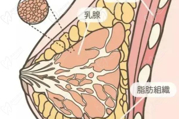 北京英煌間聯(lián)祖細胞豐胸的技術(shù)原理
